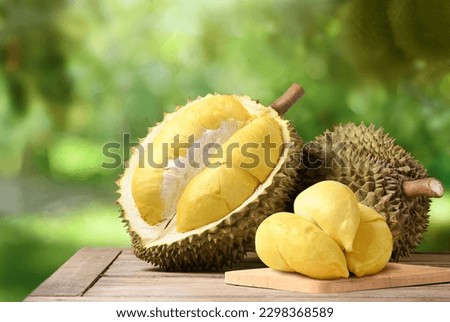 Durian fruit on wooden table with blur durian plantation background.