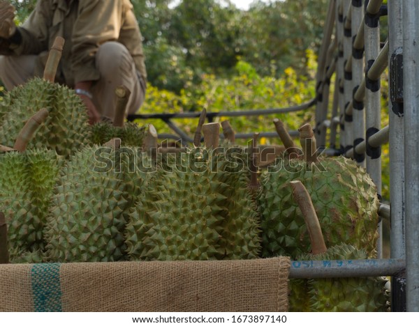 durian fruit in truck for\
market.
