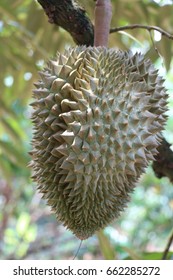 Durian Fruits Has Spiky Skins Which Stock Photo 662285272 | Shutterstock