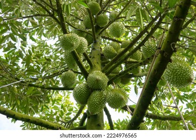 Durian fruits ready to be harvested - Shutterstock ID 2224976565