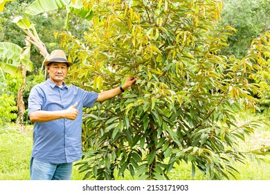 Durian gardeners with growing durian trees