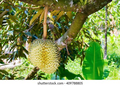 Durian growing in garden/sharp shell fruit in Asia/tropical fruit 