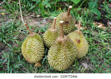 Durian Harvest In Farm, Malaysia