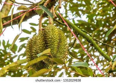 Durian, the king of fruit