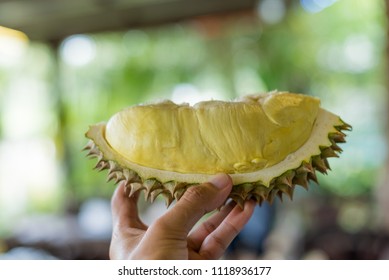 130 Durian Balloon Images, Stock Photos & Vectors | Shutterstock