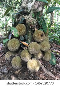 Download 74 Koleksi Gambar Durian Kura Kura Paling Bagus Gratis HD