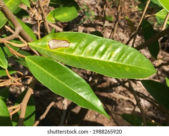 durian leaf wounds are damaged by chewing type insects. It is a dangerous pest or entomology in agricultural farms.
