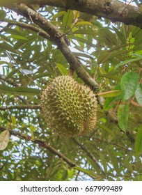 durian mon thong king of fruits on tree