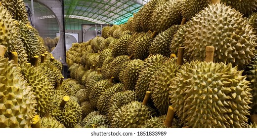 Durian Montong Images Stock Photos Vectors Shutterstock