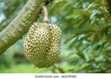Durian on tree in the orchard garden, king of fruits thailand