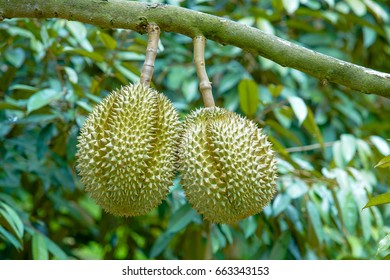 Durian on tree in the orchard garden, king of fruits thailand