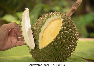 Durian Rind Cut Open Show Inside Stock Photo 1731136453 | Shutterstock