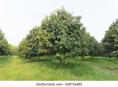 Durian Tree Farm In Thailand.