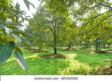 Durian Tree In Fruit Garden At Rayong Thailand.