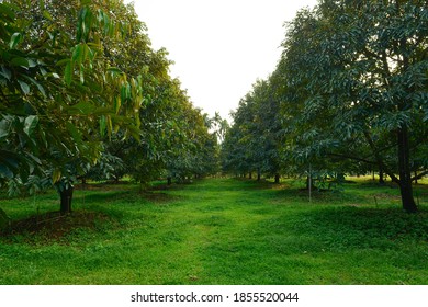 Durian Tree In Fruit Garden At Rayong Thailand.