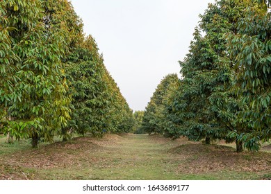 Durian Tree In The Garden 