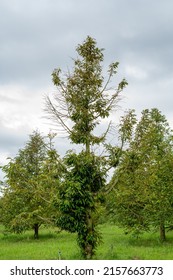 Durian Tree Leaves Fall Near Death, Problem Of Agriculture In Thailand 