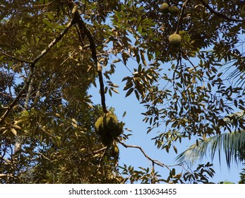 Durian tree in an orchard - Shutterstock ID 1130634455