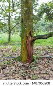 Durian Tree Is A Root Rot Disease.