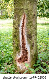 Durian Tree Is A Root Rot Disease . Use Topical Medication To Treat