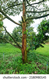 Durian Tree Is A Root Rot Disease . Problem Of Agriculture In Thailand