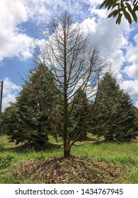 Durian Tree From Root Rot, Stem Rot, Dead Leaves