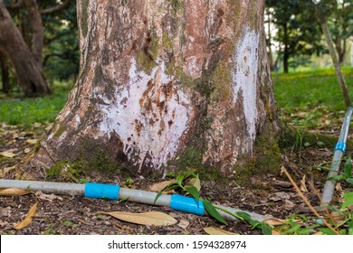 Durian Tree Use Treatment For Root Rot Disease,phytophthora Fungus 