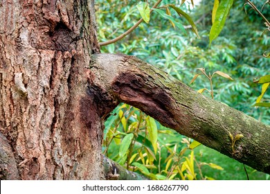 Durian Tree Use Treatment For Root Rot Disease ,phytophthora Fungus