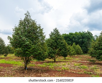 Durian Trees Are Growing In Eastern Thailand.