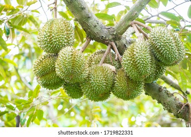 2,437 Young Plant Durian Images, Stock Photos & Vectors | Shutterstock