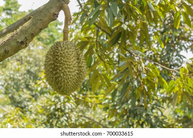 Durians are the king of fruits , Fresh durian fruit on tree.