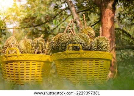 Durians popular fruits, Fresh durians in basket,Durian plantation, Durians are the king of fruits and can be grown in the right Tropical area only, Chantaburi province ,Thailand is the best products.