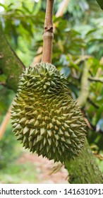 216 Volcanic Durian Images, Stock Photos & Vectors | Shutterstock