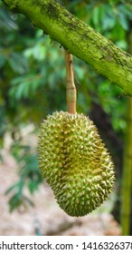 216 Volcanic Durian Images, Stock Photos & Vectors | Shutterstock