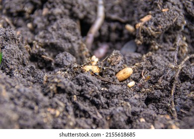 during the digging of the soil, the nest of garden ants was destroyed, which began saving offspring, selective focus