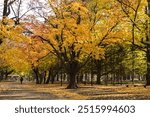 During the fall foliage season, the large tree