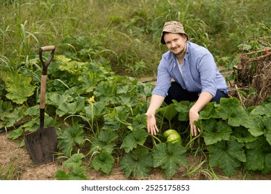 During gardening, man in plaid shirt found large ripe pumpkin among leaves. Peasant guy inspects garden bed and plantations with plants, looking for ripe fruits. - Powered by Shutterstock