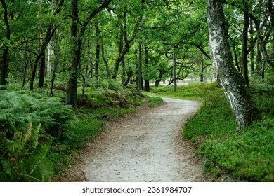 During the heather blossom in August on a mountain bike through the Fischbeker Heide nature reserve near Hamburg - Powered by Shutterstock