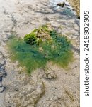 During low tide, the vibrant sea lettuce, also known as Ulva lactuca, adorns the rocky shores of the beach. Its emerald green fronds sway gently with the rhythm of the waves.