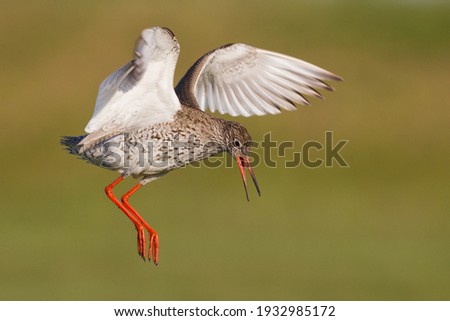During mating the males of tringa totanus redshank make loud noises that can be heard over large distance they make acrobatic movements to gently land on top of the female in spring
