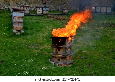 during the plague epidemic at apiary, it is necessary to ensure hygienic burning of all hives and tools that came into contact with sick bees. sad event and view of burning beekeeping equipment