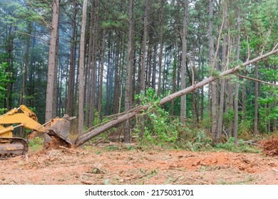 During the process of clearing land to build houses, trees are uprooted and deforestation occurs for new subdivision complex