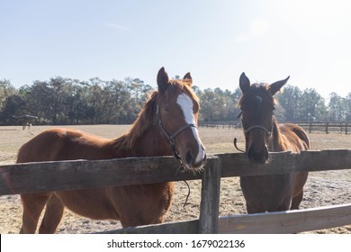 
During A Ride At The Carson Springs Wildlife Conservation Foundation In Gainesville In Florida I Found These Horses In The Wild