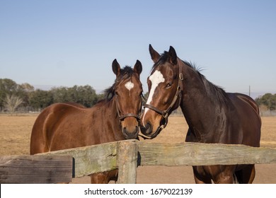 
During A Ride At The Carson Springs Wildlife Conservation Foundation In Gainesville In Florida I Found These Horses In The Wild