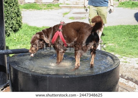 during the summer days, animals also seek refuge in the water