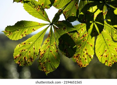 During the summer the tiny grubs of the Leaf Miner Moth start to eat the inner cells of the Horsechestnut leaf. They leave the characteristic blight-like blemishes where they have damaged the foliage - Shutterstock ID 2194651565
