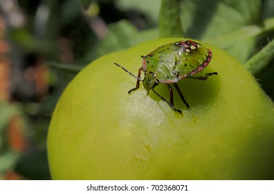 During the summer, the tomatoes are attacked by bugs that distort the surface of the fruits and make them unsaleable. These insects measure a few millimeters but in macro mode they are impressive.