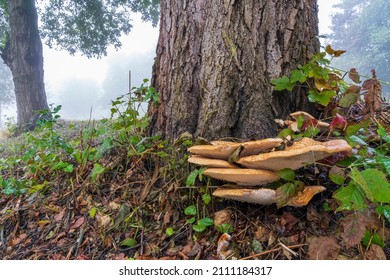 During this misty morning, drops of water hang from the underside of these fungi at the foot of a tree in the Westerpark in Zoetermeer
