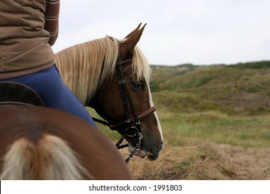 During A Trail Ride In The Dunes, A Horse Looks Back At You