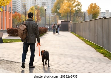 During The Walk. Back View Of The Male Dog Owner Holding A Leash Of His Labrador Dog While Spending Time Together At The Street. Man Walking With His Pet. Stock Photo 